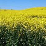 Fint på festen med ballongställ